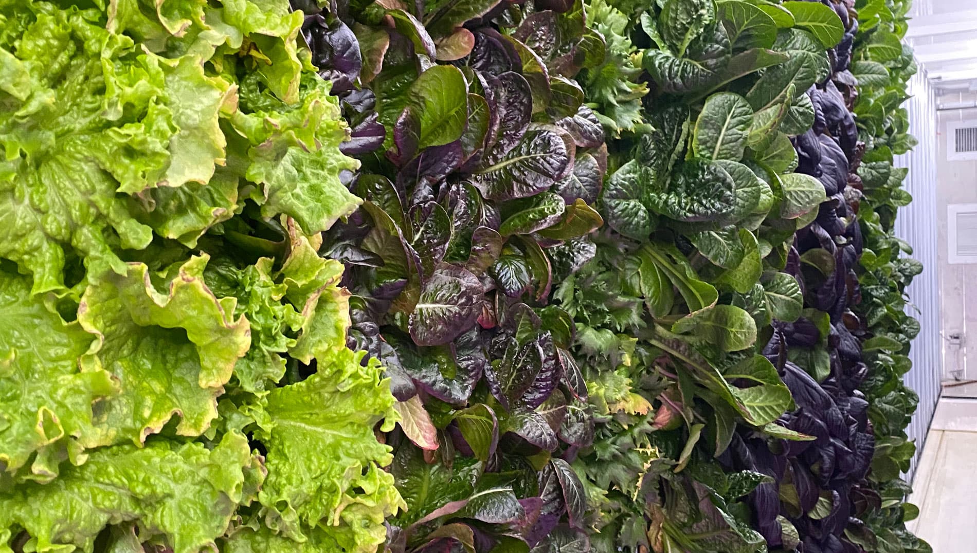 Nanue's Farm hydroponic growing