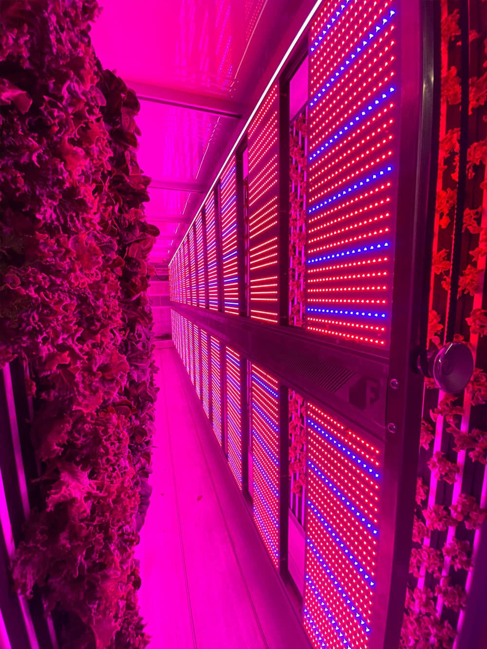 Vertical Hydroponic Growing
