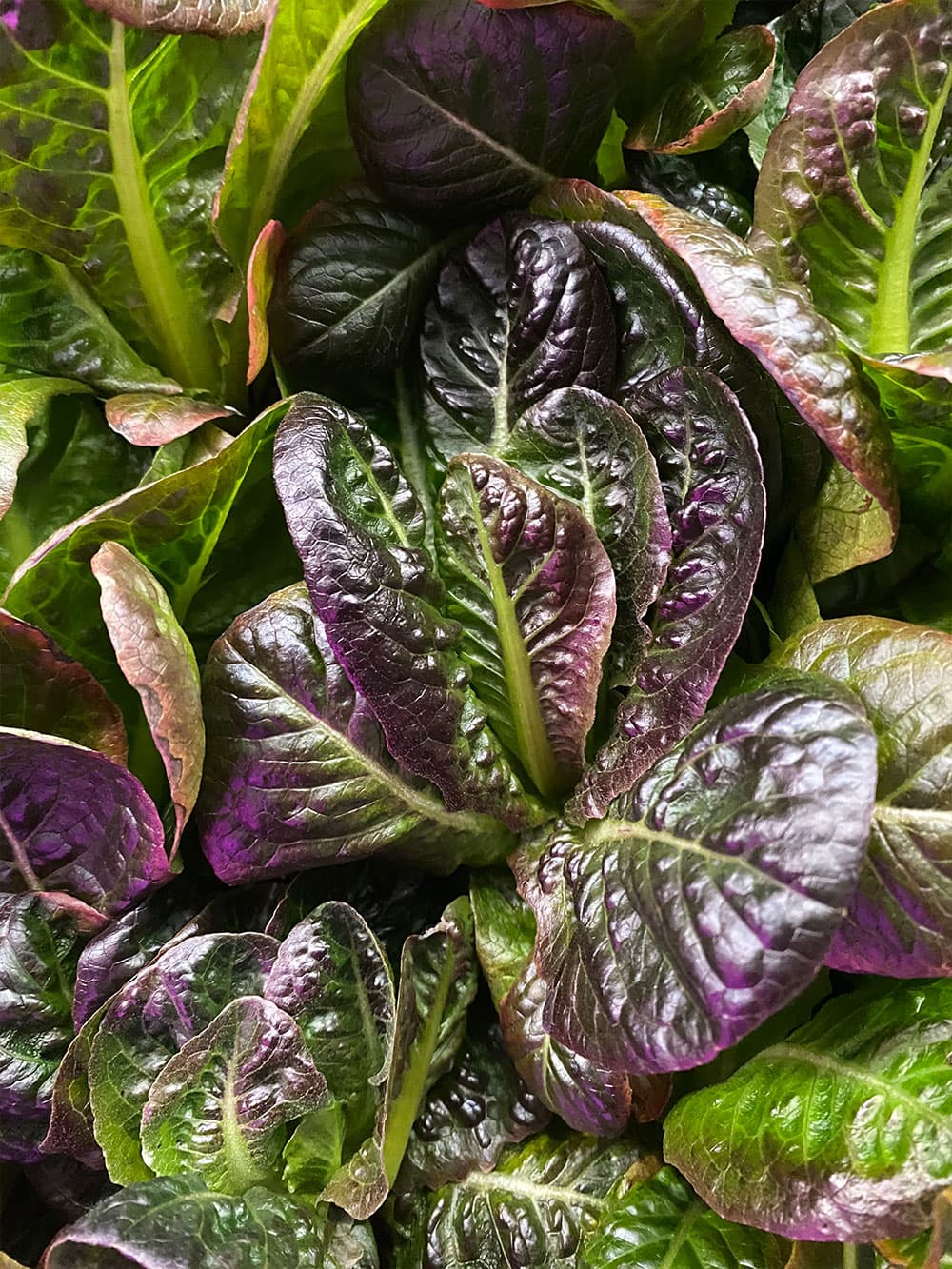 Brayton Spear at Nanue's Farm