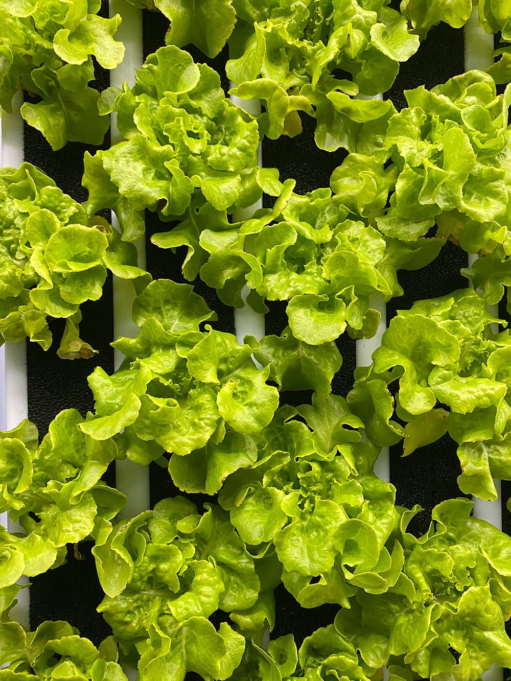 Trevor Spear at Nanue's Farm