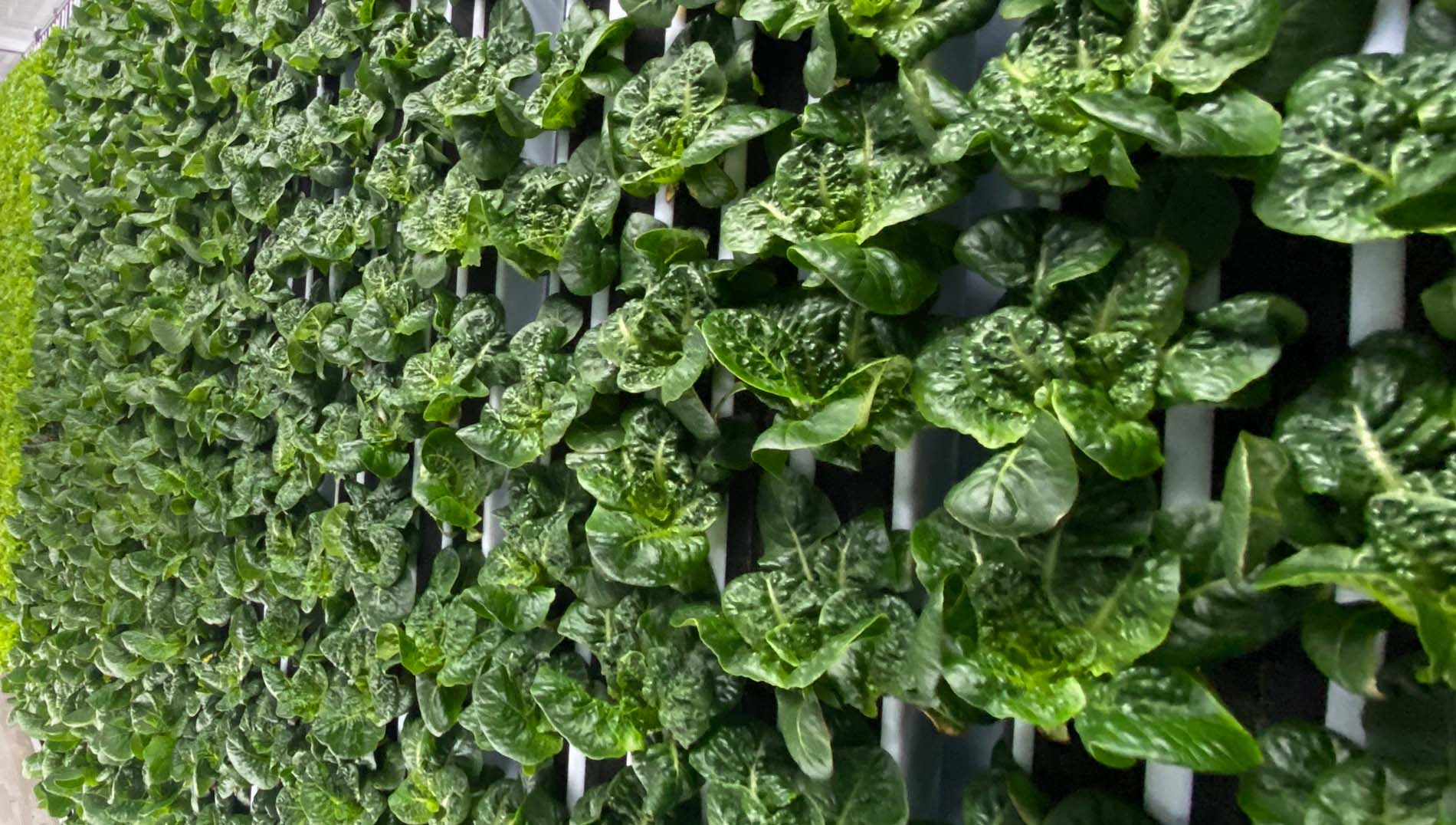 The Spear family team at Nanue's Farm